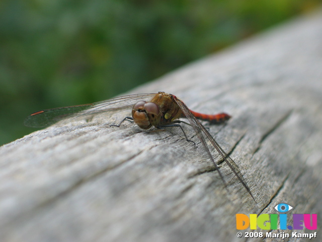 28160 Red Dragonfly on tree Common Darter (Sympetrum striolatum)